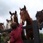 L'e-commerce pour le sport équestre et l'élevage des chevaux